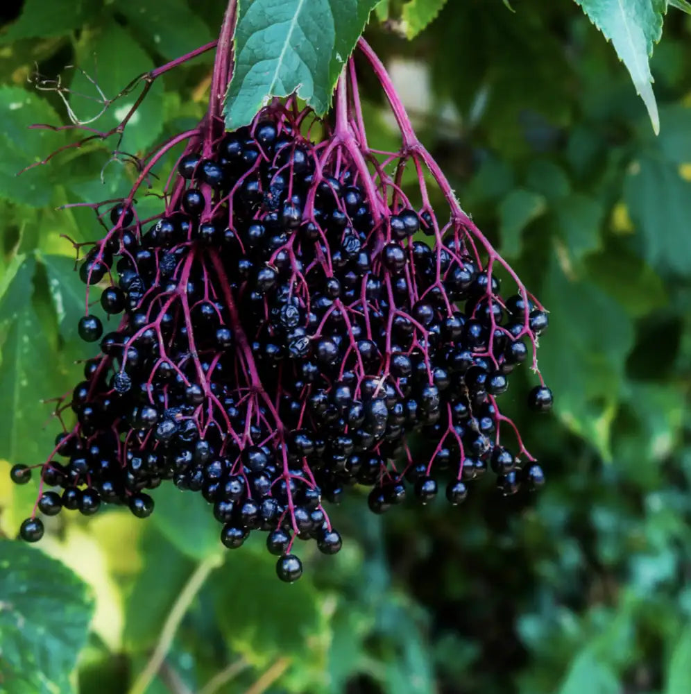 Perennial Elderberry plant with clusters of white blossoms attracting pollinators