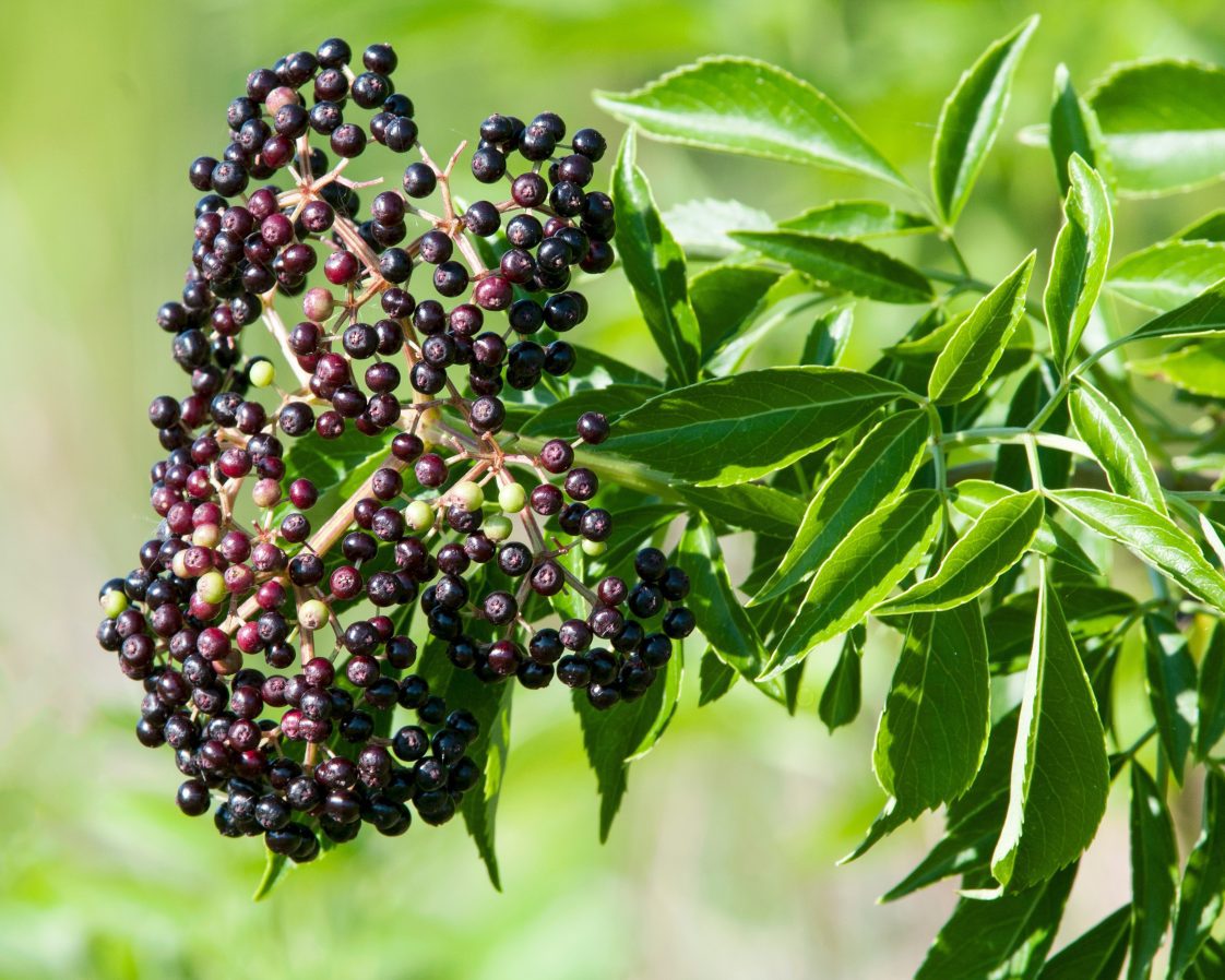 Close-up of Elderberry seeds prepared for cold stratification in the refrigerator