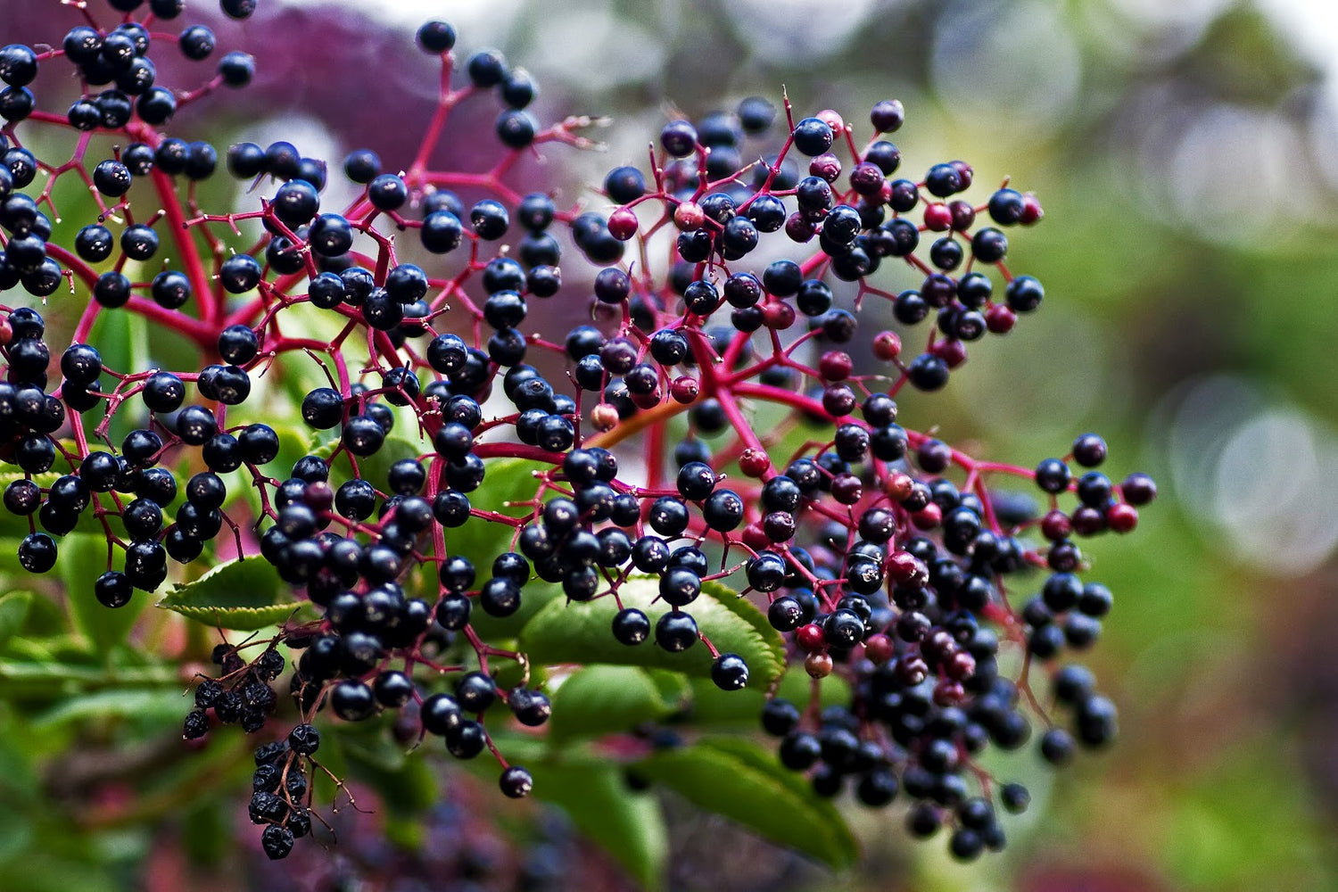 Elderberry Seeds