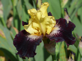 Elderberry Mead Tall Bearded Iris