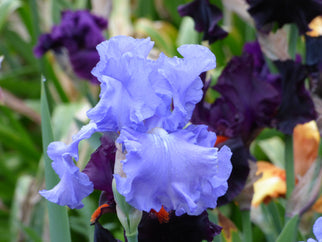 Elegance In Blue Tall Bearded Iris