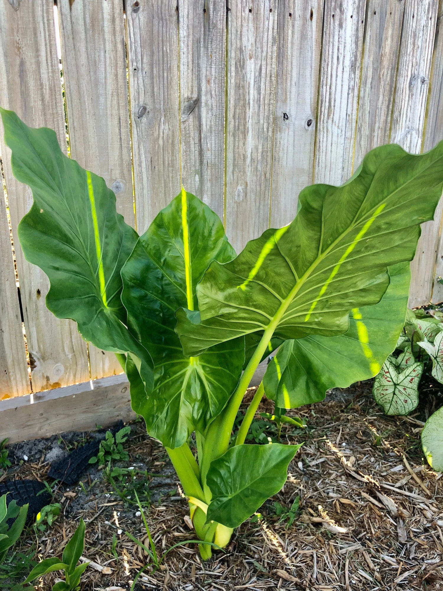 Alocasia odora Upright Elephant Ear Bulb