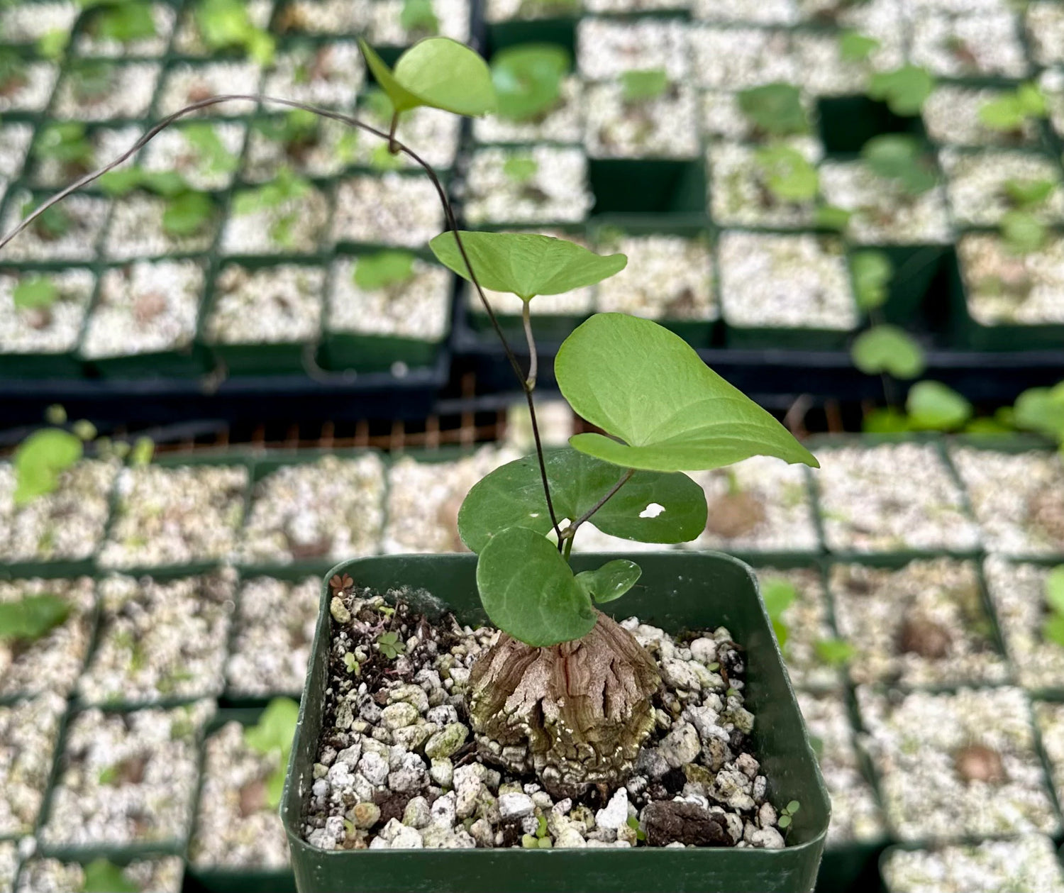 Mature Elephant’s Foot caudex specimen. Ornamental succulent for collectors.