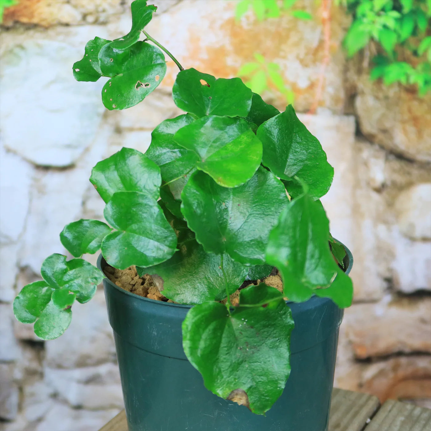 Elephant’s Foot Seeds packet. Buy Dioscorea elephantipes seeds online. Rare caudex plant starter.