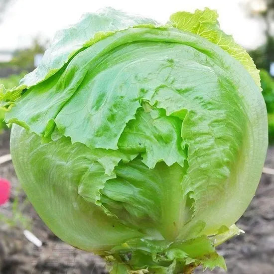 Emerald Green Soft Cabbage Type Lettuce heirloom non-gmo organic garden seeds