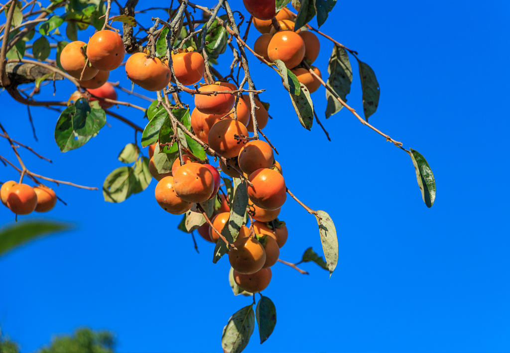 Sharon Fruit – Sweet & Refreshing Persimmon