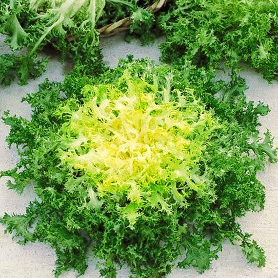 Endive Zheltoye Serdtse Cichorium endivia vegetable seeds for planting in kitchen garden or backyard garden