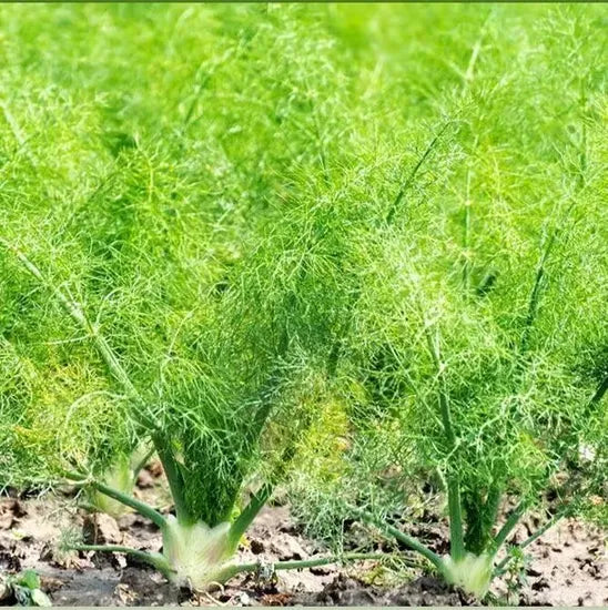 Engineering Greening Fennel heirloom non-gmo organic garden seeds