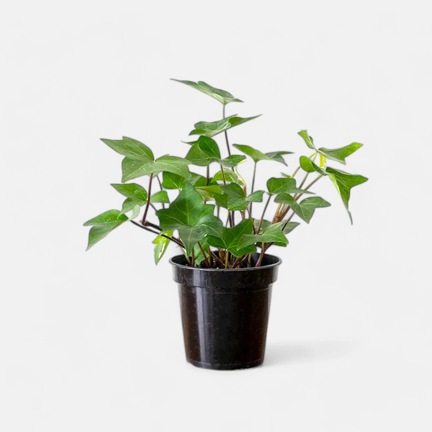 Ivy Plant Seed Set for Lush, Greenery in Your Garden