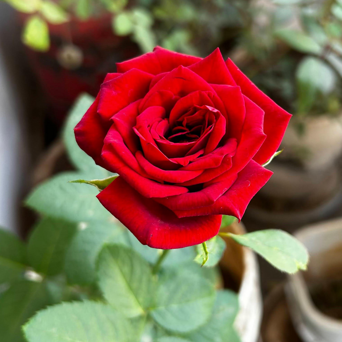 Rose Flower Seeds for Planting, Heirloom, Non-GMO for planting in home garden