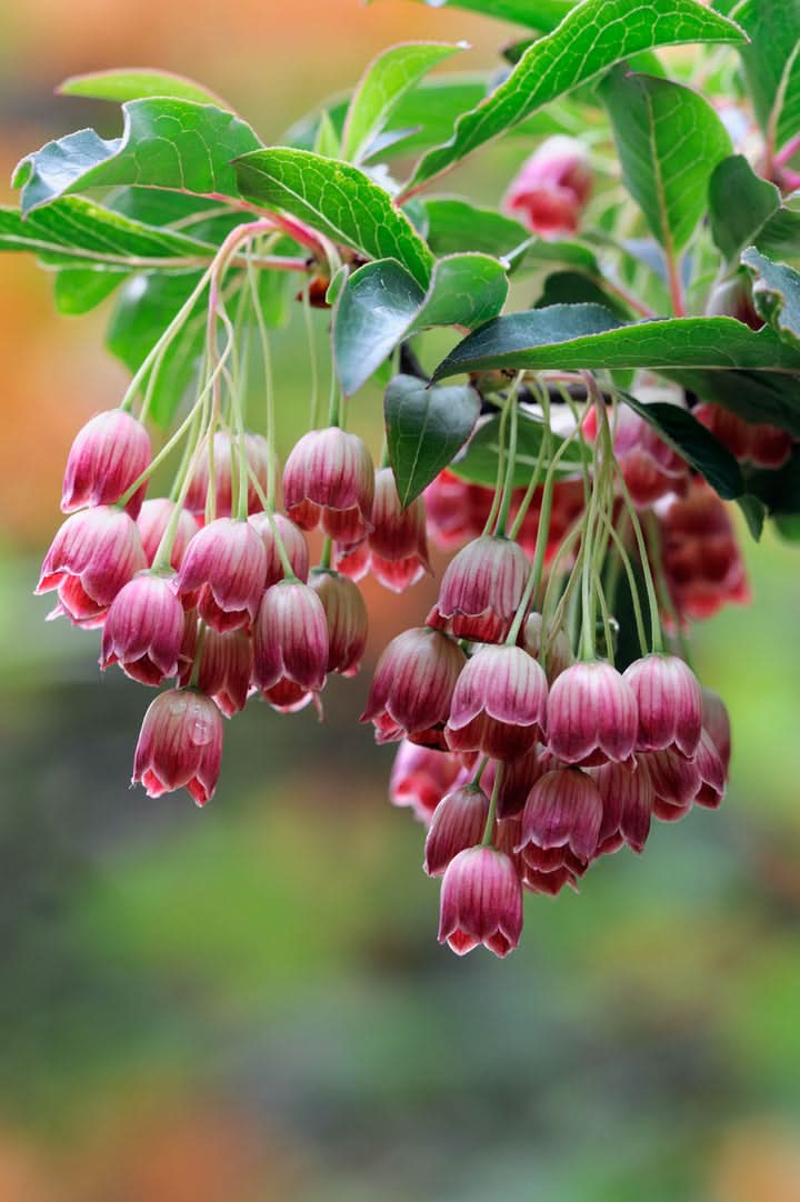 Enkianthus Campanulatus Flower Seeds for Planting – Elegant Bell-Shaped Blooms for Ornamental Gardens