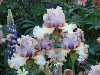 Enraptured Tall Bearded Iris