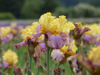 Enthralled Tall Bearded Iris