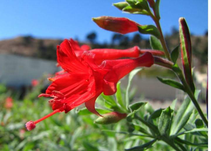 Epilobium Canum Red Flowering Seeds,  Hummingbird-Friendly Blooms for Planting