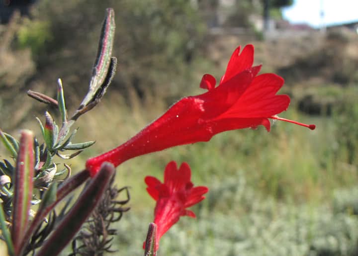 Epilobium Canum Red Flowering Seeds,  Hummingbird-Friendly Blooms for Planting