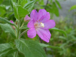 Epilobium Parviflorum Flower Seeds for Planting - NON GMO Seeds Dhara Seeds