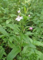 Epilobium Parviflorum Flower Seeds for Planting - NON GMO Seeds Dhara Seeds
