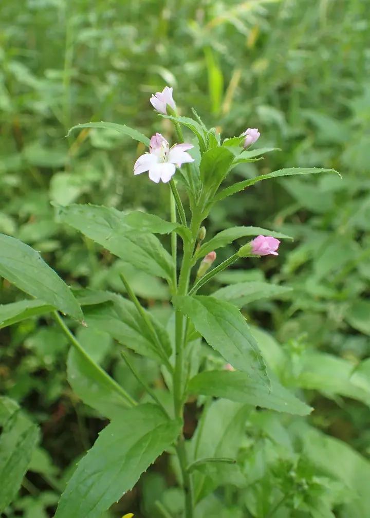 Epilobium Parviflorum Flower Seeds for Planting - NON GMO Seeds Dhara Seeds