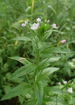 Epilobium Parviflorum Flower Seeds for Planting - NON GMO Seeds Dhara Seeds