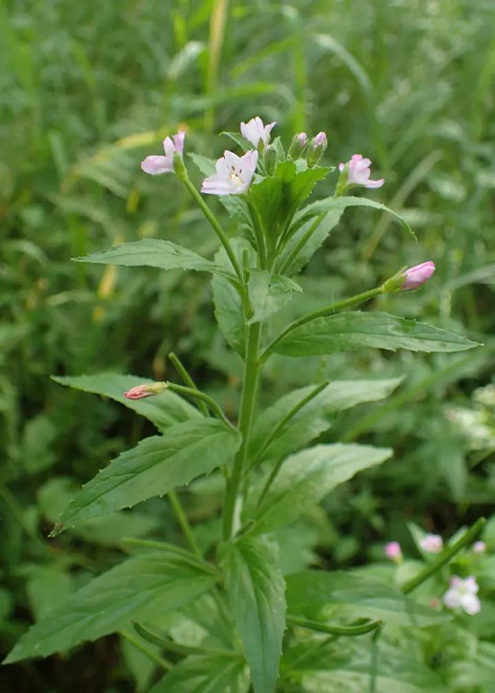 Epilobium Parviflorum Flower Seeds for Planting - NON GMO Seeds Dhara Seeds