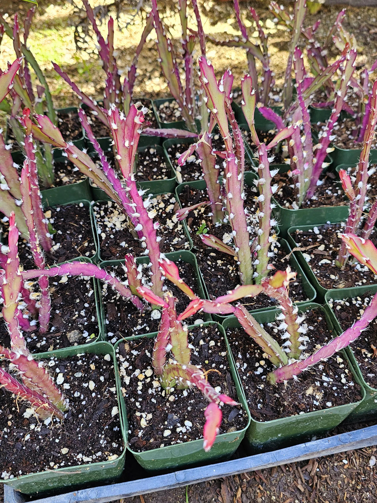 Lepismium cactus houseplant showing flat, segmented stems in a pot with porous soil.
