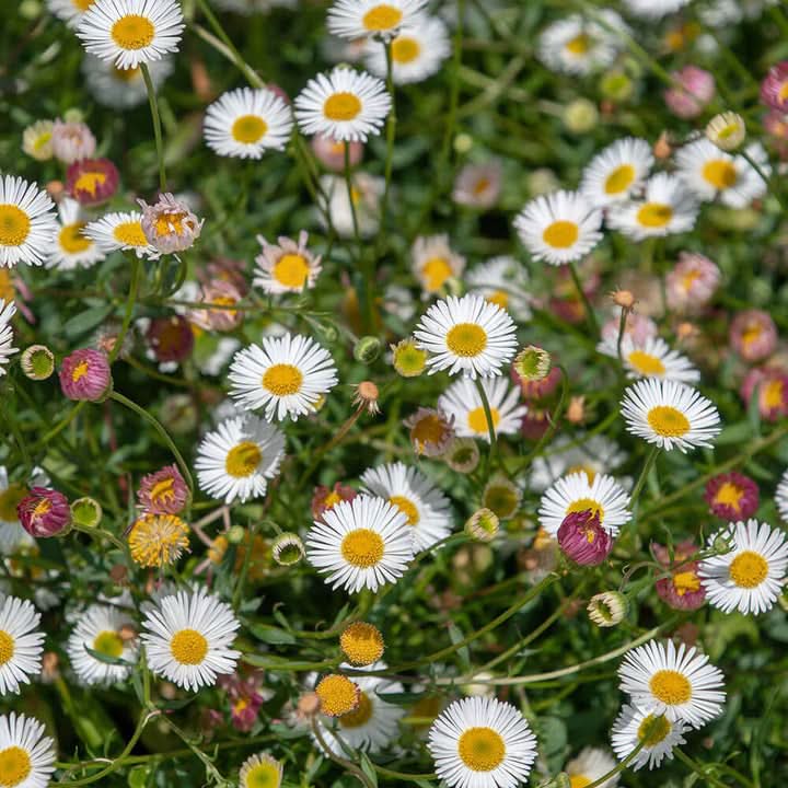 Santa Barbara Flower Seeds for Planting – Vibrant Ornamental Blooms for Garden Landscapes