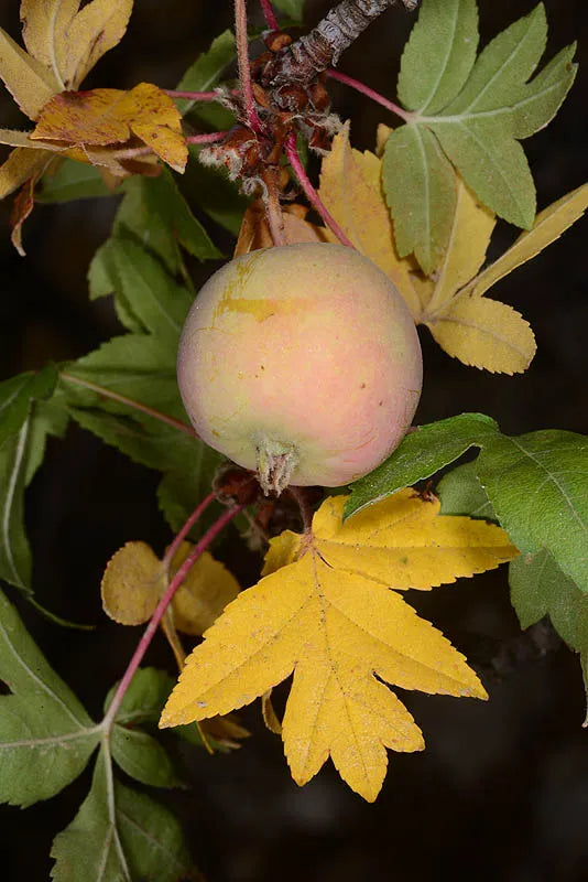 Lebanese Wild Apple (Malus sylvestris)