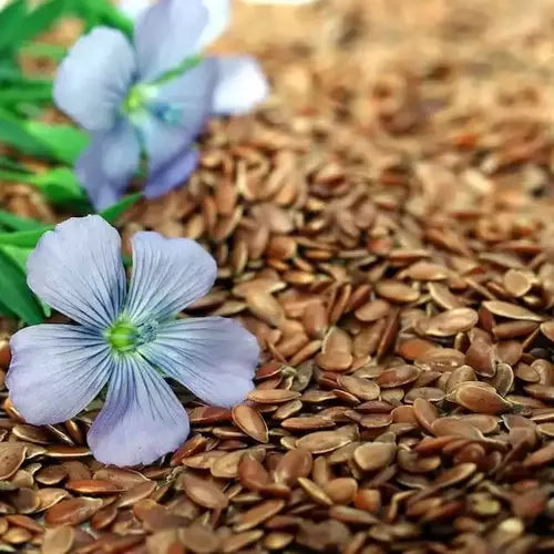 Flax Blue Sky Bloom Wildflower Seeds