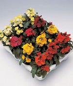 Erysimum Charity Imported heirloom non-gmo organic garden seeds