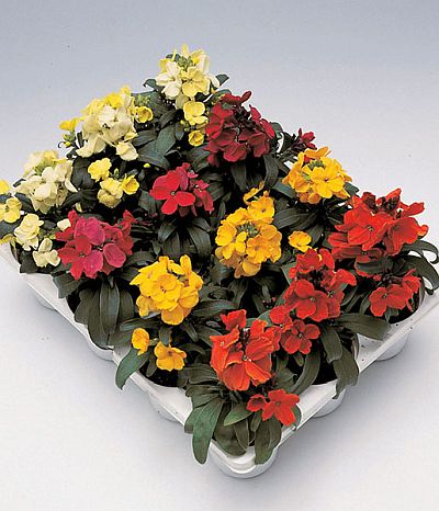 Erysimum Charity Imported heirloom non-gmo organic garden seeds
