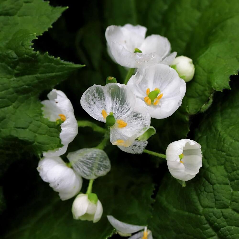 Skeleton Flower Diphylleia Grayi Flowering Seeds For Planting in shaded backyard gardens and decorative pots