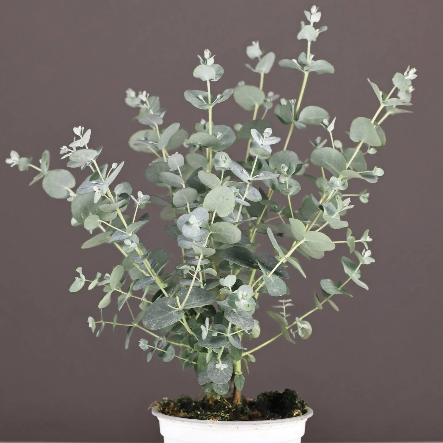 Gray Eucalyptus Gunnii Plant Seeds for Planting-Aromatic Gardens – Fresh Herb for Your Garden