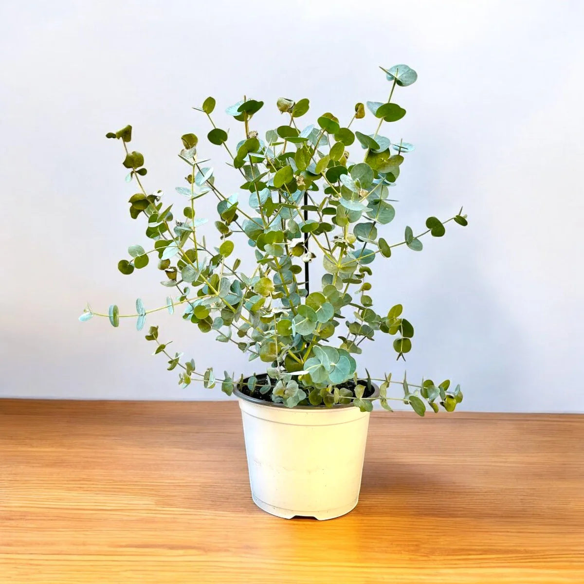 Silver Eucalyptus Plant Seeds for Decorative and Medicinal Gardens – Fresh Herb for Your Garden