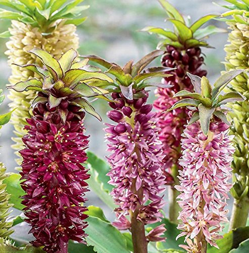 Eucomis Hybrids Imported heirloom non-gmo organic garden seeds