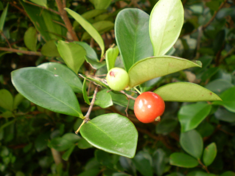 Cedar Bay Cherry (Eugenia uniflora)