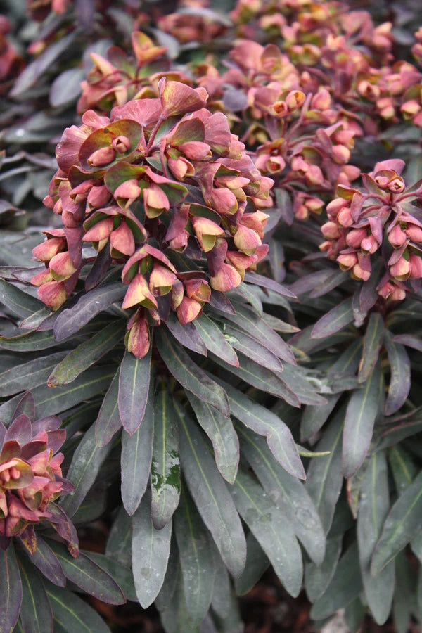 Euphorbia Blackbird Seeds