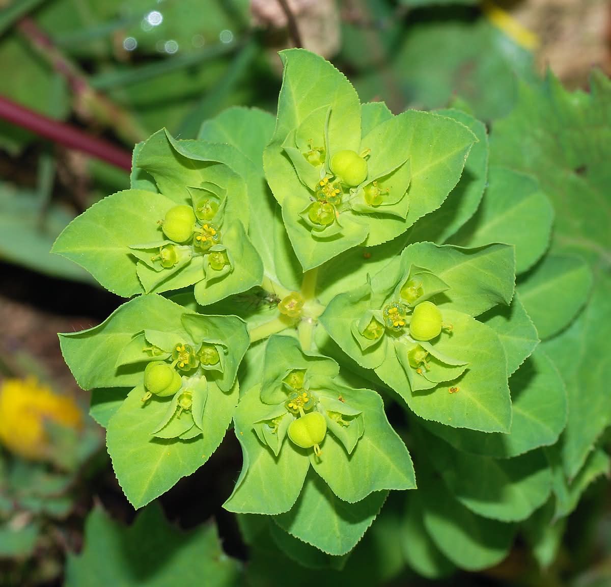 Green Euphorbia Didieroides Unique Plant Seeds for Outdoor Gardens Scientific Name Placeholder for planting in home garden