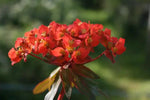 Red Euphorbia Griffithii Flower Seeds for Planting - NON GMO Seeds Dhara Seeds