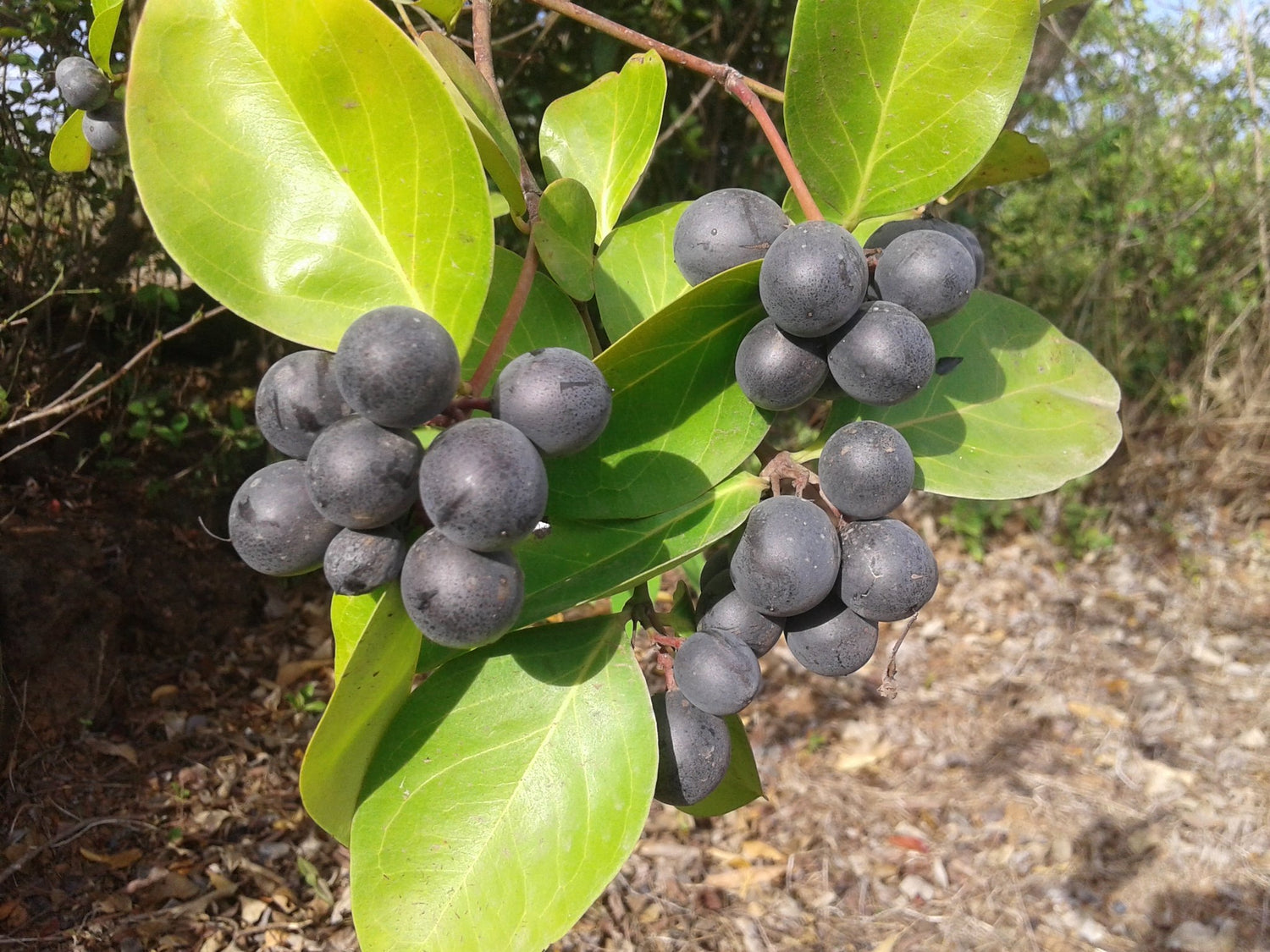 Conkerberry (Carissa spinarum)