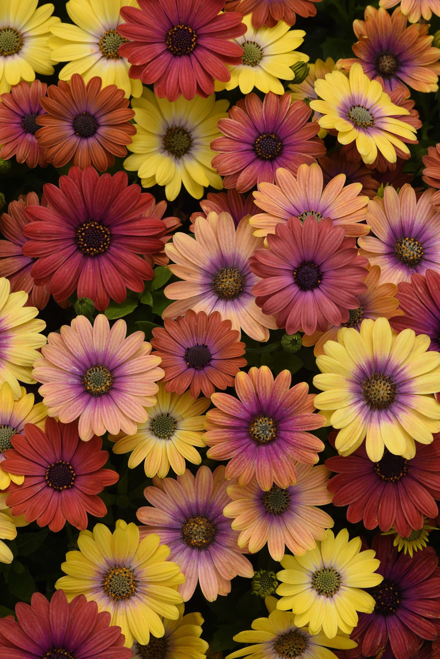 Sunset Shades Osteospermum Seeds