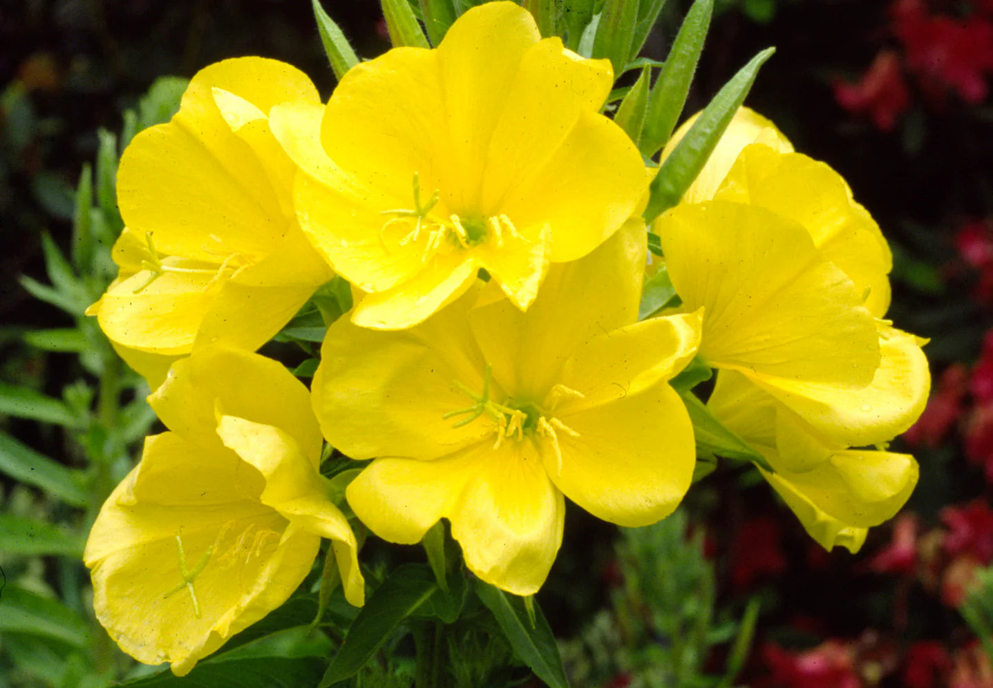 Evening Primrose Seeds