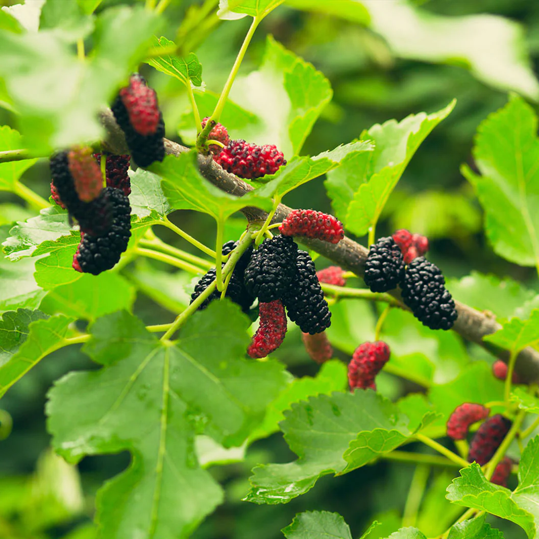 Mulberry Seeds, Ideal for Growing Sweet and Juicy Mulberries