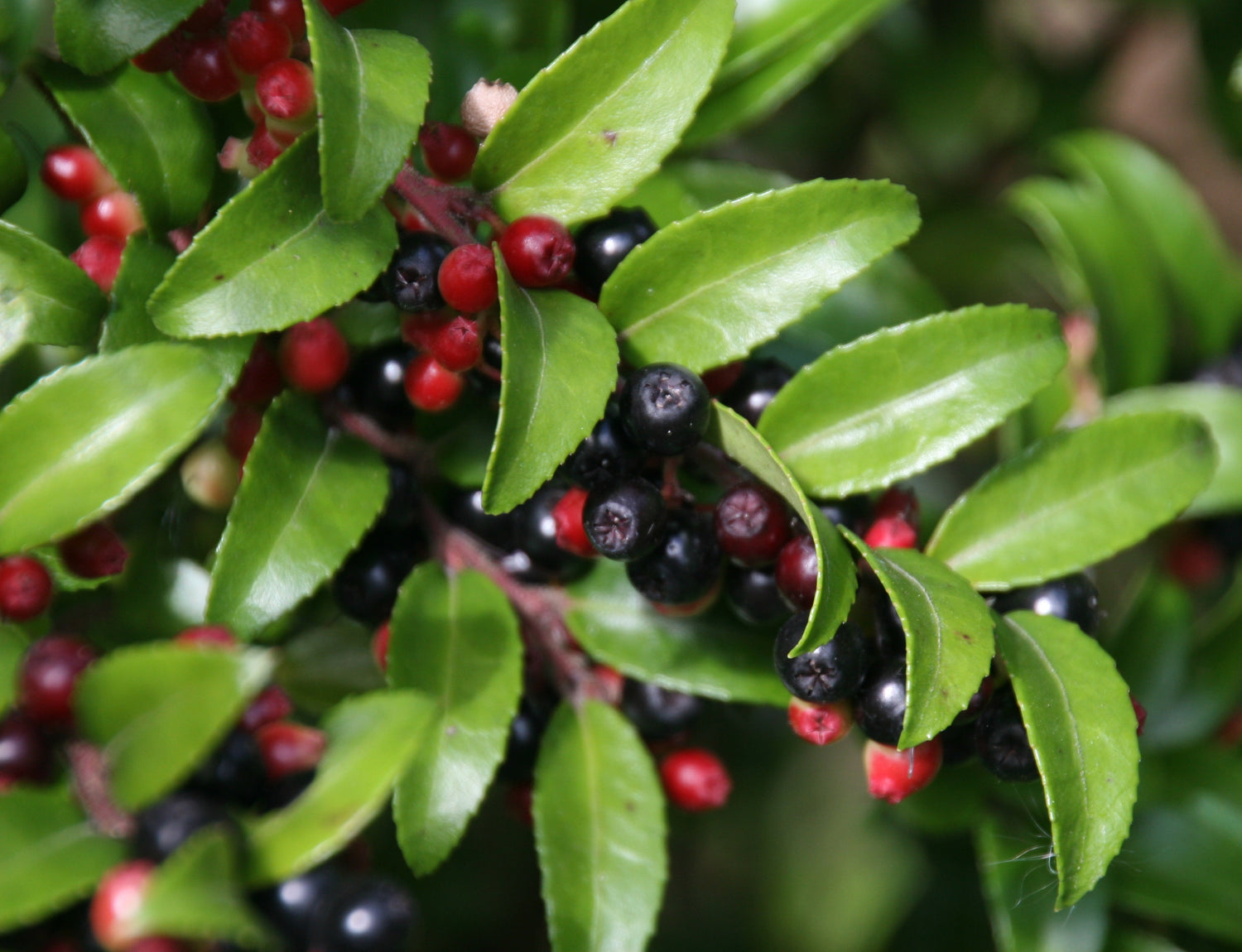 Evergreen Huckleberry (Vaccinium ovatum)