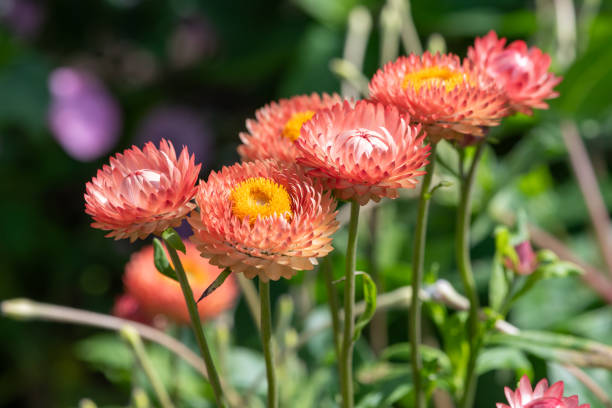 Everlasting paper daisy salmon rose Flower Seeds for Planting – Heirloom & Non-GMO Garden Seeds