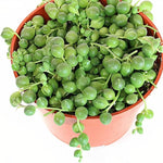 Exotic trailing cactus String of Pearls plant creating a focal point in interior home décor.