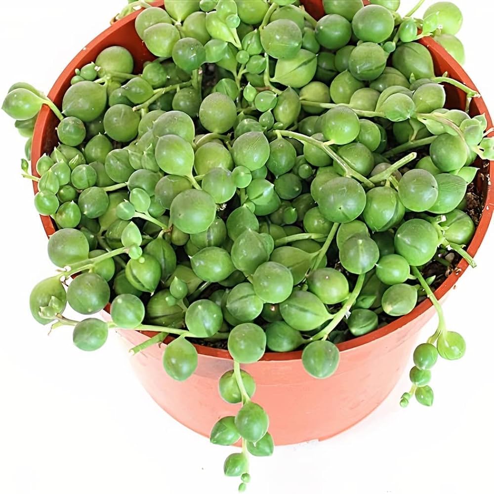 Exotic trailing cactus String of Pearls plant creating a focal point in interior home décor.