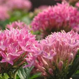 Extremely Drought Tolerant, Barrenness Resistant Perennial Varieties Of Perennial Root Flower heirloom non-gmo organic garden seeds