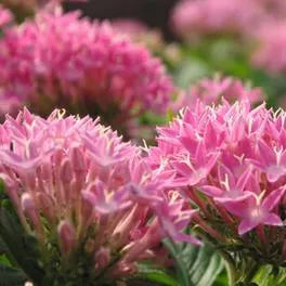 Extremely Drought Tolerant, Barrenness Resistant Perennial Varieties Of Perennial Root Flower – Heirloom, Non-GMO, High Germination Organic Garden Seeds