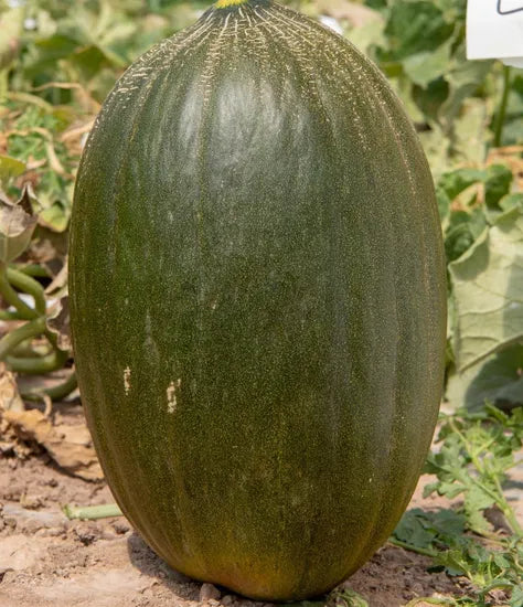 Extremely Early Maturity, Fine And Juicy Flesh, Good Disease Resistance Melon heirloom non-gmo organic garden seeds