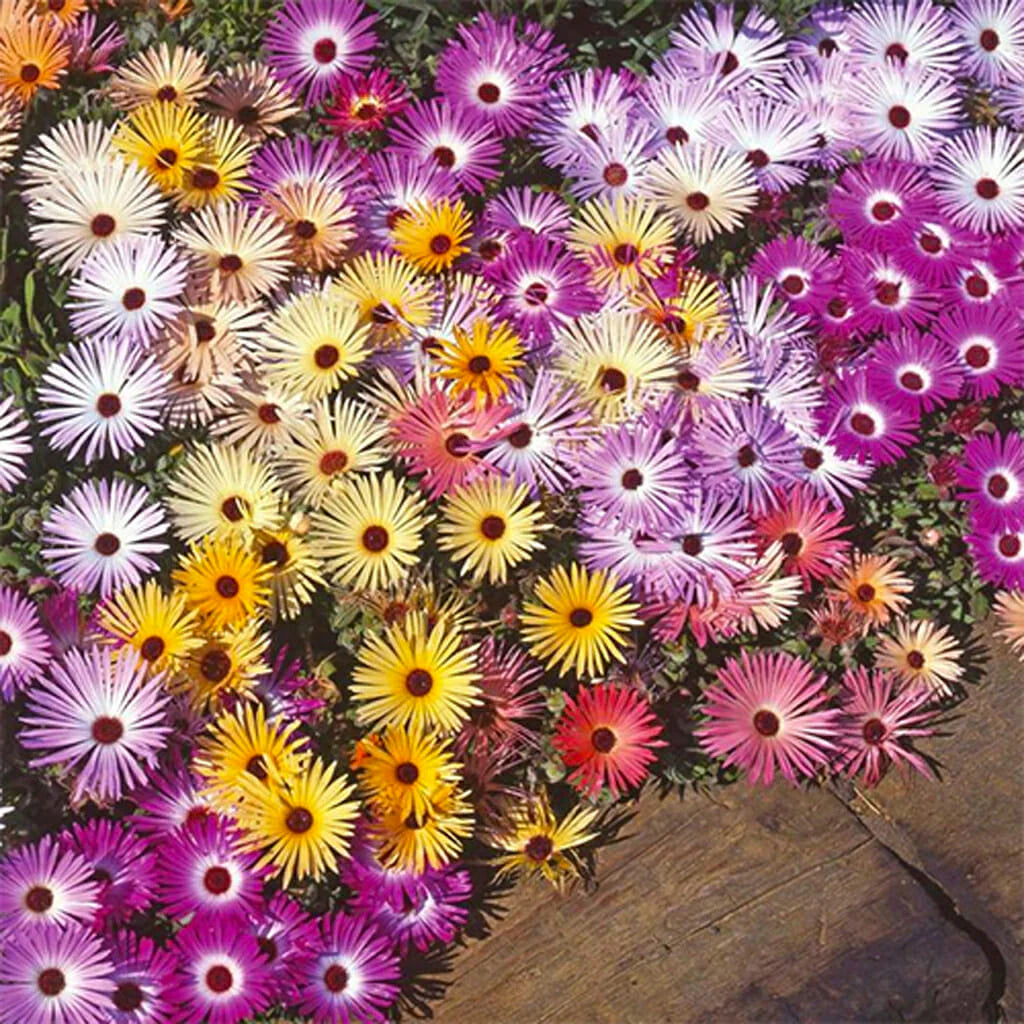 Daisy Seeds (Ice Plant) - Livingstone Mix